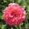 Mary Rose